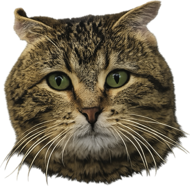 FFCS Cat Tattoos