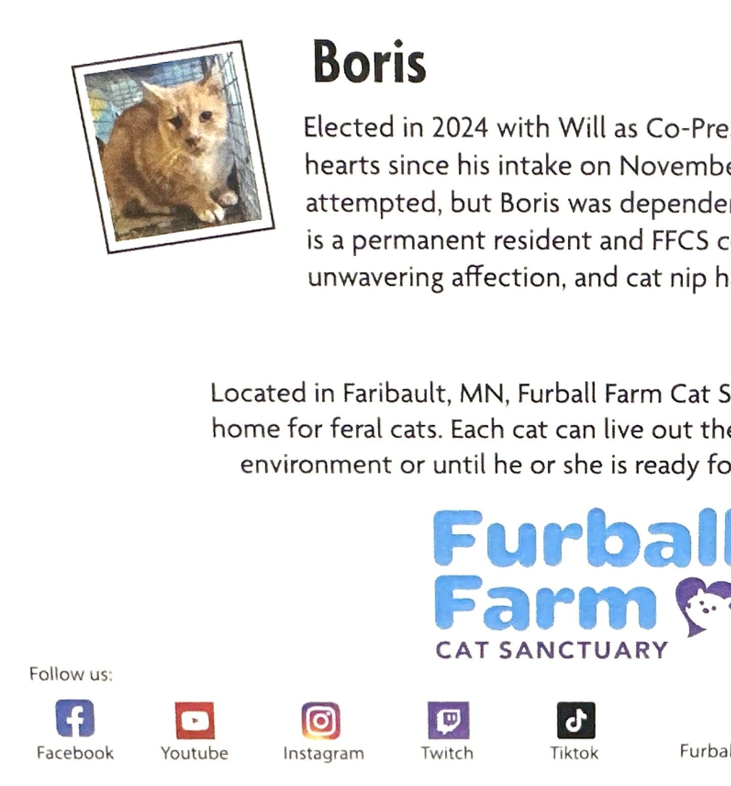 Furball Farm Holiday Cards