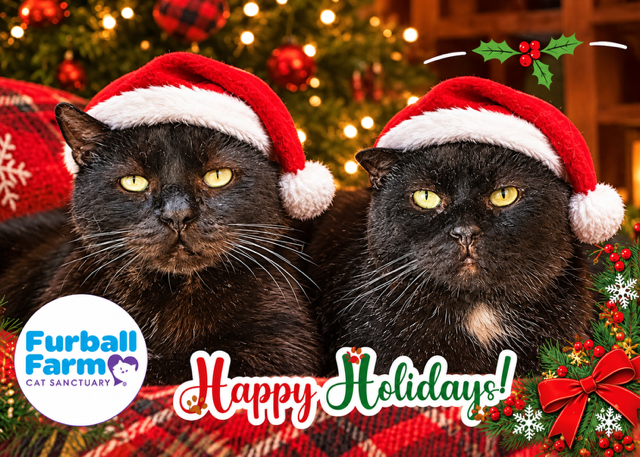 Furball Farm Greeting Cards