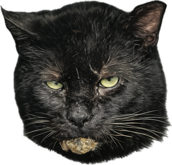 FFCS Cat Tattoos
