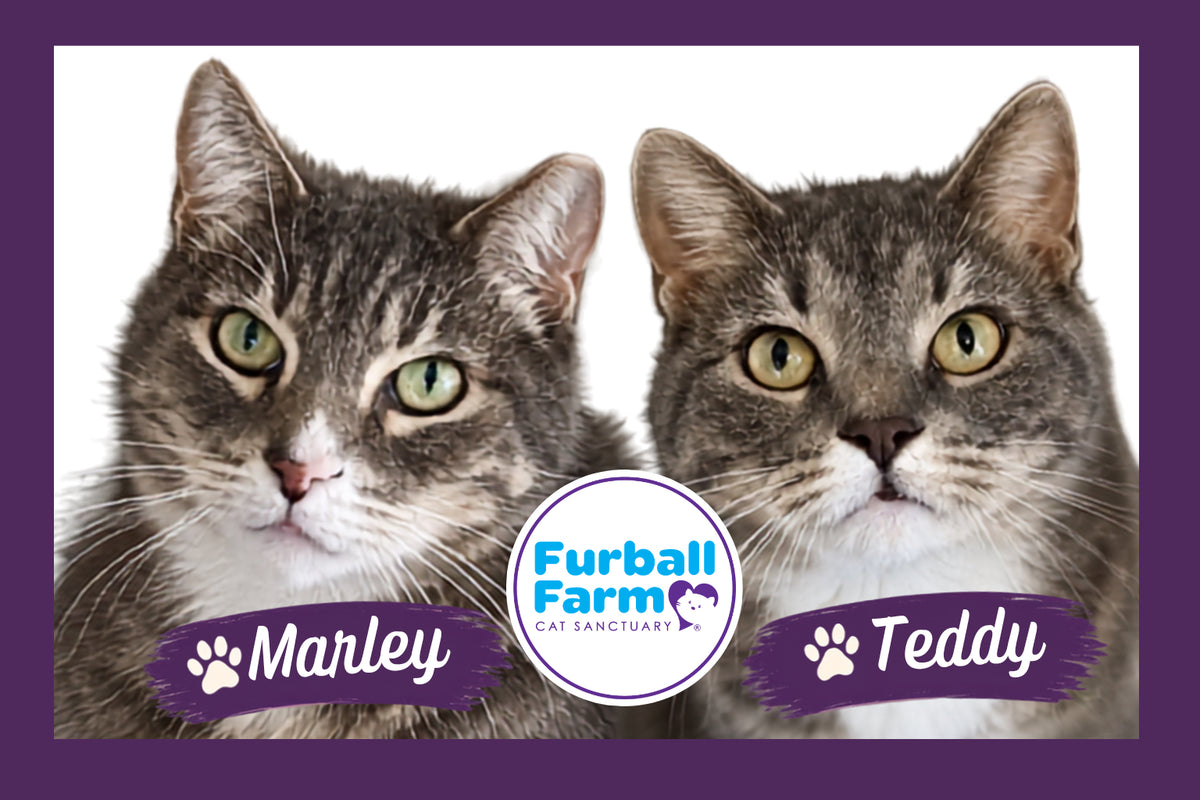 Furball Farm Cat Magnet