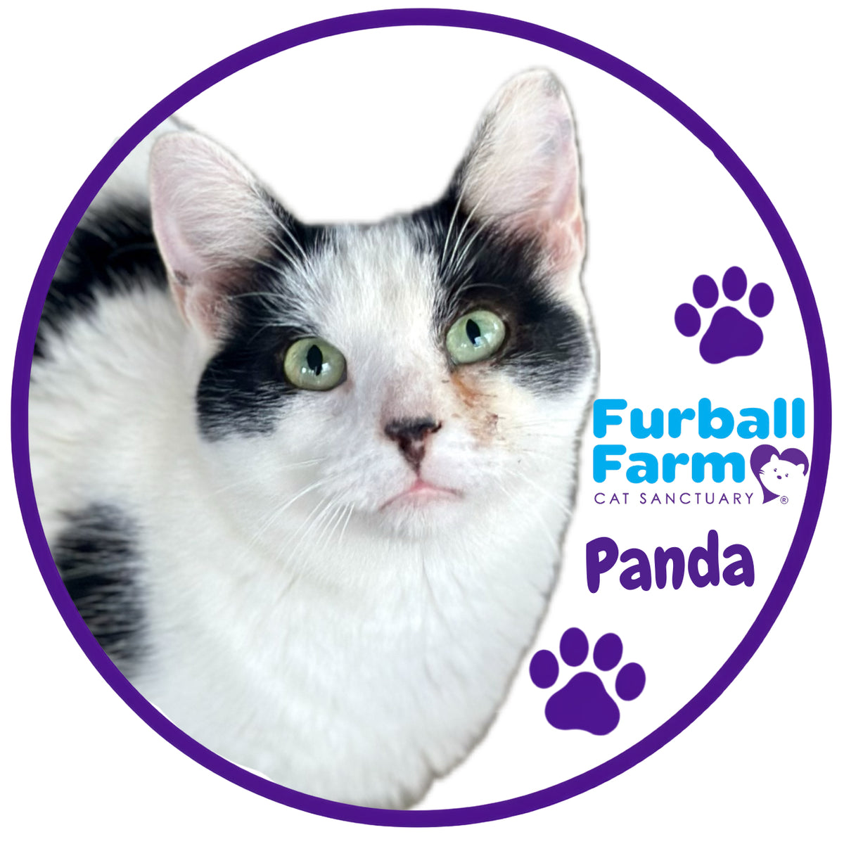 Furball Farm Cat Magnet