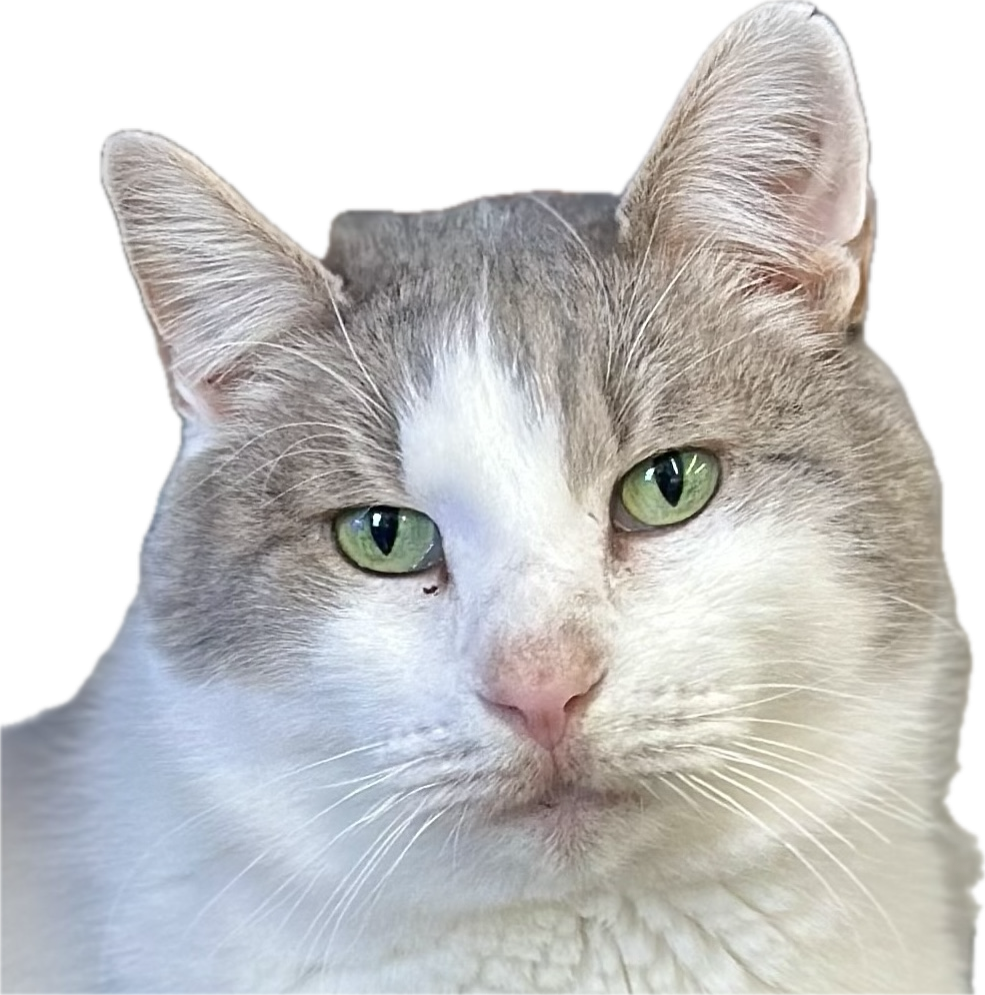 FFCS Cat Tattoos