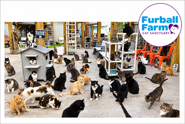 Furball Farm Greeting Cards