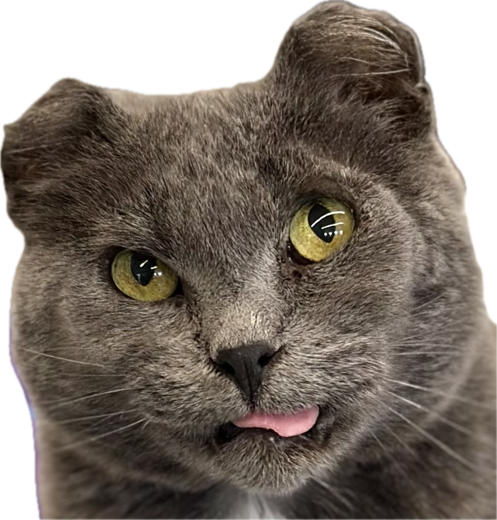 FFCS Cat Tattoos