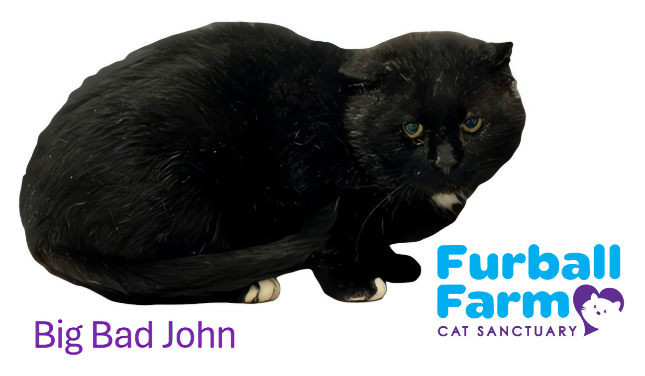 Furball Farm Cat Magnet