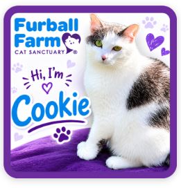 Furball Farm Cat Magnet