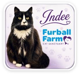 Furball Farm Cat Magnet