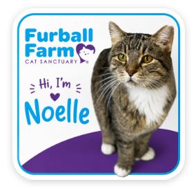 Furball Farm Cat Magnet