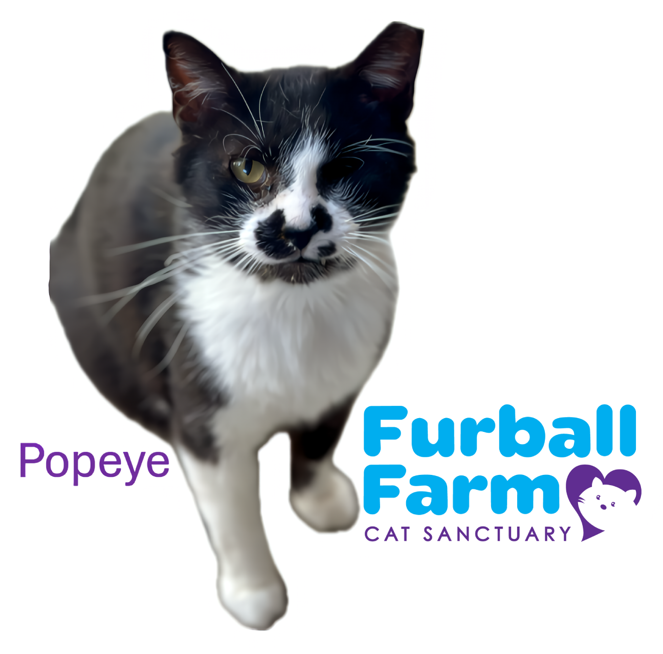 Furball Farm Cat Magnet