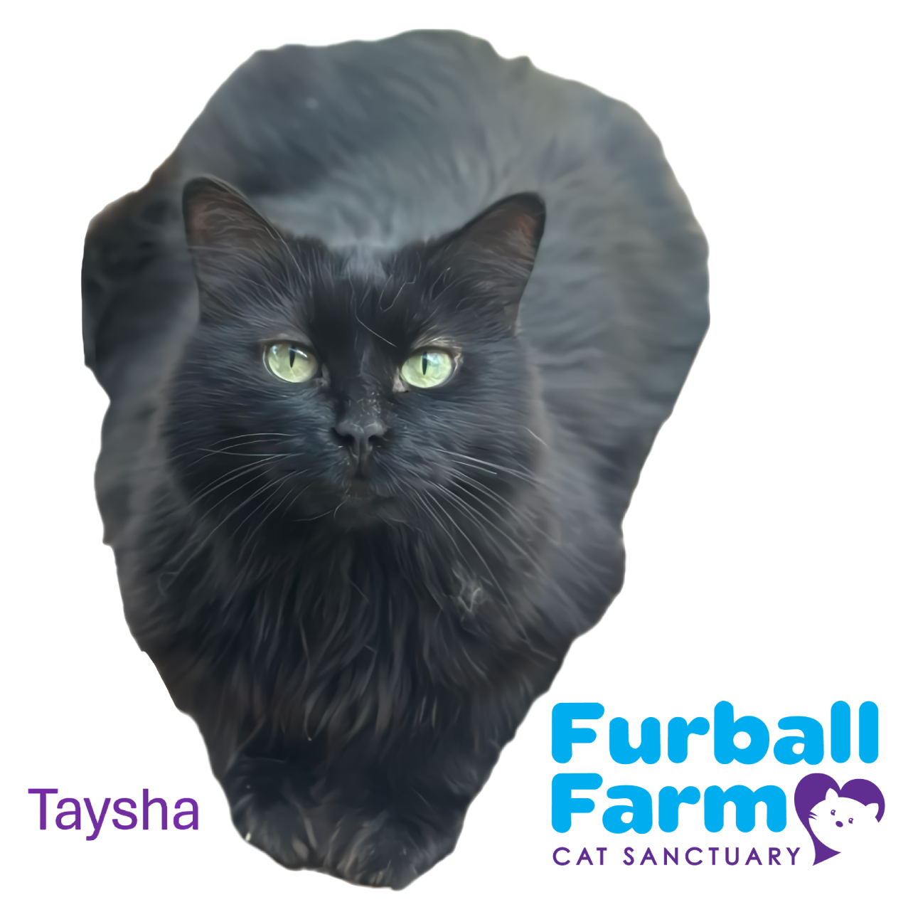 Furball Farm Cat Magnet